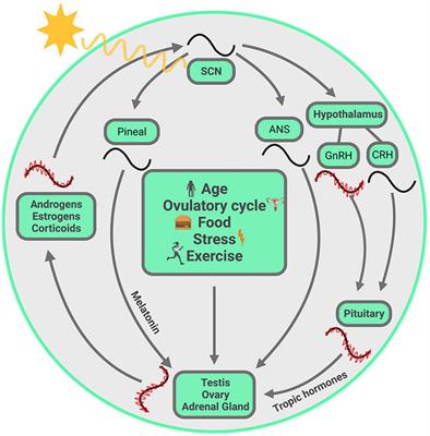 Mutual Shaping of Circadian Body-Wide Synchronization by the Suprachiasmatic Nucleus and Circulating Steroids